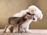 14 azioni comuni animali umani