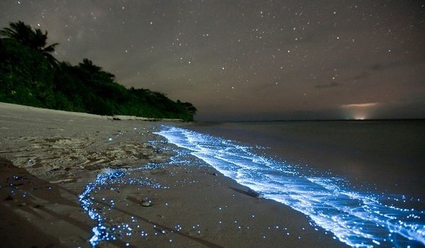 spiaggia magia luminescenza plancton