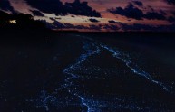 spiaggia magia luminescenza plancton