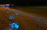 spiaggia magia luminescenza plancton