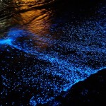 spiaggia magia luminescenza plancton