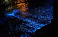 spiaggia magia luminescenza plancton