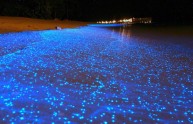 spiaggia magia luminescenza plancton