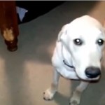 cani sentono in colpa video