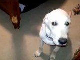 cani sentono in colpa video
