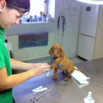 cani più spaventati veterinario