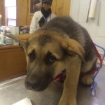 cani più spaventati veterinario