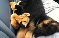 18 immagini cani peluche