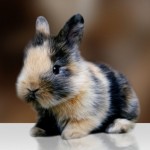 12 foto conigli perplessi pasqua