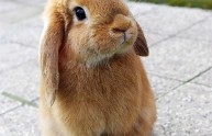 12 foto conigli perplessi pasqua