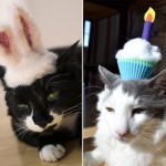 24 foto gatti strani cappelli