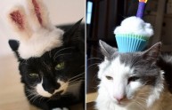 24 foto gatti strani cappelli