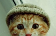 24 foto gatti strani cappelli