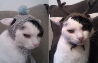 24 foto gatti strani cappelli