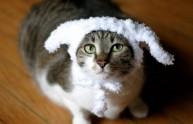 24 foto gatti strani cappelli
