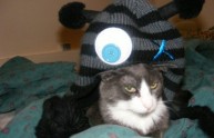24 foto gatti strani cappelli
