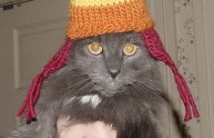 24 foto gatti strani cappelli