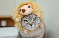 24 foto gatti strani cappelli