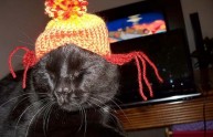 24 foto gatti strani cappelli