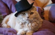 24 foto gatti strani cappelli