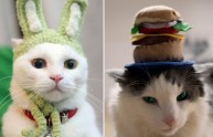 24 foto gatti strani cappelli