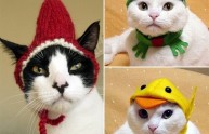 24 foto gatti strani cappelli