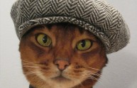 24 foto gatti strani cappelli