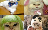 24 foto gatti strani cappelli