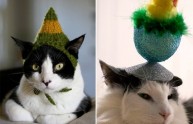24 foto gatti strani cappelli
