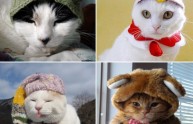24 foto gatti strani cappelli