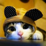 24 foto gatti strani cappelli