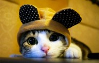 24 foto gatti strani cappelli