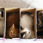 15 gatti assonnati oggetti strani