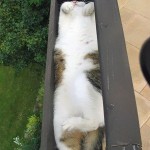 15 gatti assonnati oggetti strani