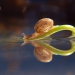18 foto incredibili lumache natura