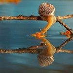 18 foto incredibili lumache natura