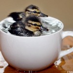 18 foto adorabili animali tazza