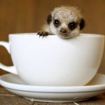18 foto adorabili animali tazza
