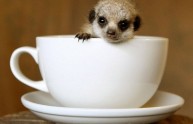 18 foto adorabili animali tazza