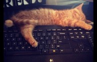 18 immagini gatti computer