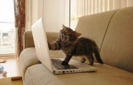 18 immagini gatti computer