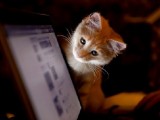 18 immagini gatti computer