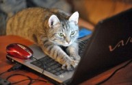 18 immagini gatti computer