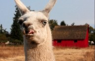 12 foto lama divertenti
