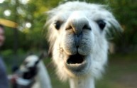 12 foto lama divertenti