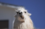 12 foto lama divertenti
