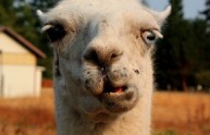 12 foto lama divertenti