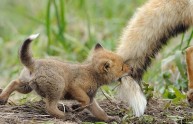 24 immagini animali figli
