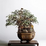 bonsai mondi takanori aiba