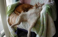 9 foto assurdei gatti dormono